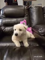Sophia, Dallas , a female White Shepherd for sale in Dallas, TX – 2 of 10
