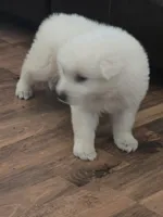 Sophia, Dallas , a female White Shepherd for sale in Dallas, TX – 4 of 10