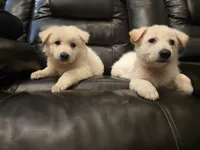Sophia, Dallas , a female White Shepherd for sale in Dallas, TX – 3 of 10
