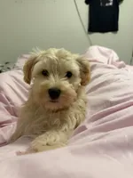 Bubbles , a female Poodle - Miniature  for sale in El Mirage, AZ – 4 of 5