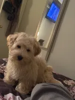 Bubbles , a female Poodle - Miniature  for sale in El Mirage, AZ – 2 of 5