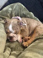 Darla , a female English Bulldog for sale in Crosby, TX – 2 of 4