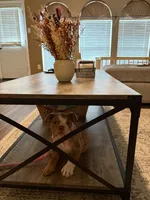 Darla , a female English Bulldog for sale in Crosby, TX – 3 of 4