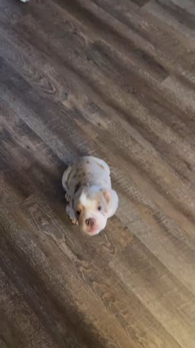 Darla , a female English Bulldog for sale in Crosby, TX – 4 of 4