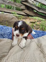 Darla, a female Miniature Aussiedoodle for sale in Bethel Springs, TN – 2 of 4