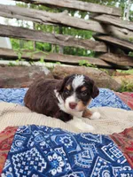 Mary Ann, a female Miniature Aussiedoodle for sale in Bethel Springs, TN – 3 of 6