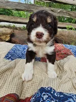 Waldo, a male Miniature Aussiedoodle for sale in Bethel Springs, TN – 3 of 5