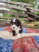 Spanky, a male Miniature Aussiedoodle for sale in Bethel Springs, TN – 2 of 5