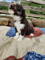 Waldo, a male Miniature Aussiedoodle for sale in Bethel Springs, TN – 4 of 5