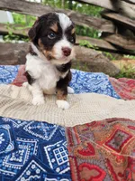 Mary Ann, a female Miniature Aussiedoodle for sale in Bethel Springs, TN – 4 of 6