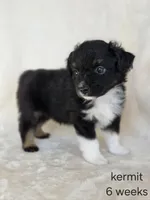 Kermit, a male Miniature Australian Shepherd for sale in Bethel Springs, TN – 1 of 1