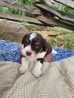 Darla, a female Miniature Aussiedoodle for sale in Bethel Springs, TN – 4 of 4