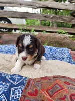 Mary Ann, a female Miniature Aussiedoodle for sale in Bethel Springs, TN – 2 of 6