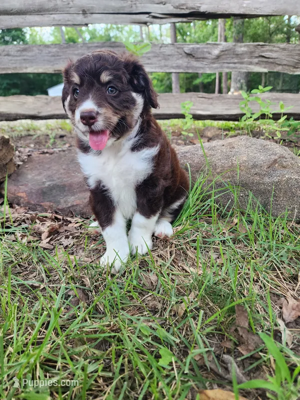 Waldo – Miniature Aussiedoodle puppy for sale in Bethel Springs, TN