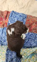 Waldo, a male Miniature Aussiedoodle for sale in Bethel Springs, TN – 2 of 5