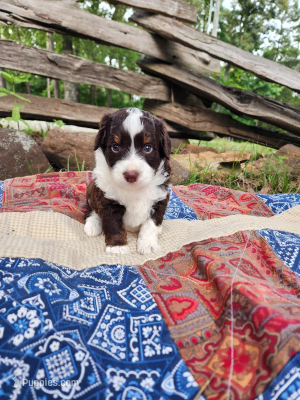 Spanky – Miniature Aussiedoodle puppy for sale in Bethel Springs, TN
