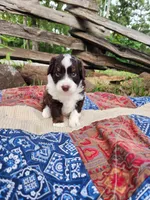 Spanky, a male Miniature Aussiedoodle for sale in Bethel Springs, TN – 1 of 5
