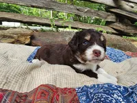 Waldo, a male Miniature Aussiedoodle for sale in Bethel Springs, TN – 5 of 5