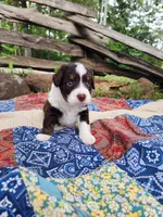 Spanky, a male Miniature Aussiedoodle for sale in Bethel Springs, TN – 4 of 5