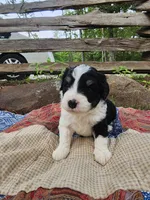 Alfalfa , a male Miniature Aussiedoodle for sale in Bethel Springs, TN – 3 of 5