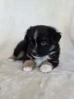 Camilla, a female Miniature Australian Shepherd for sale in Bethel Springs, TN – 2 of 3