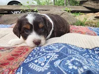 Darla, a female Miniature Aussiedoodle for sale in Bethel Springs, TN – 1 of 4