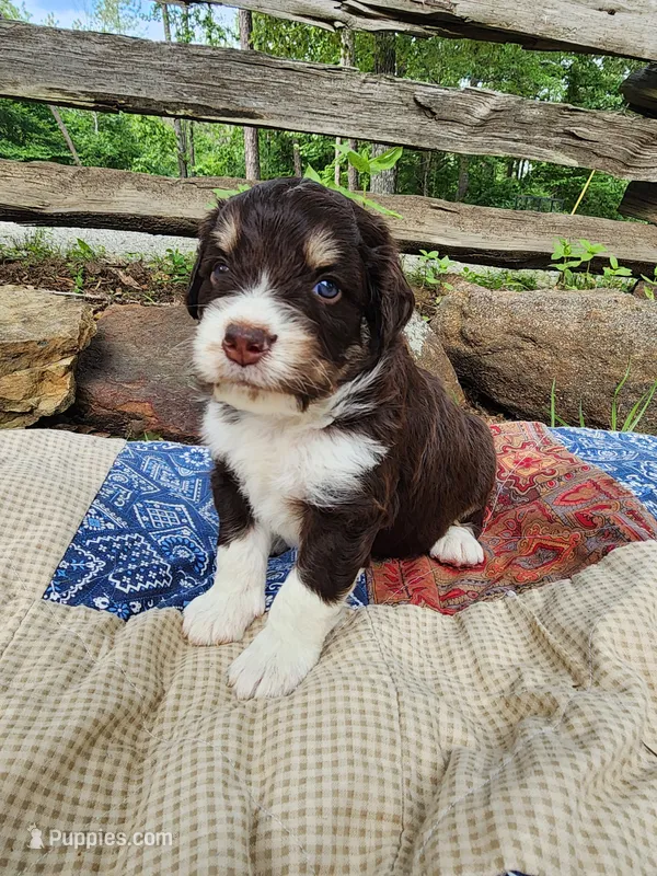 Waldo – Miniature Aussiedoodle puppy for sale in Bethel Springs, TN