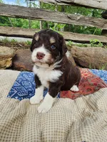 Waldo, a male Miniature Aussiedoodle for sale in Bethel Springs, TN – 1 of 5
