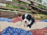 Alfalfa , a male Miniature Aussiedoodle for sale in Bethel Springs, TN – 4 of 5