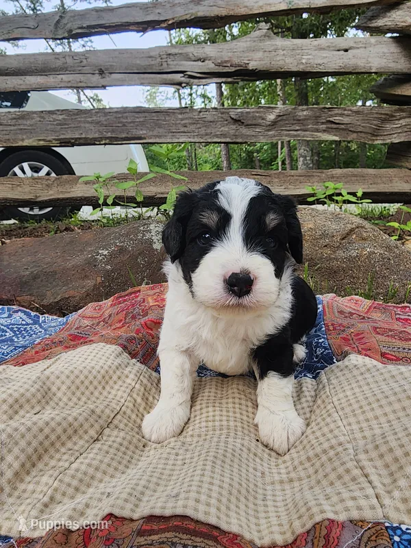 Alfalfa  – Miniature Aussiedoodle puppy for sale in Bethel Springs, TN