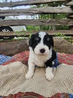 Alfalfa , a male Miniature Aussiedoodle for sale in Bethel Springs, TN – 1 of 5