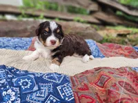 Mary Ann, a female Miniature Aussiedoodle for sale in Bethel Springs, TN – 1 of 6