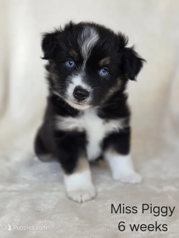 Miss Piggy – Miniature Australian Shepherd puppy for sale in Bethel Springs, TN