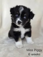 Miss Piggy, a female Miniature Australian Shepherd for sale in Bethel Springs, TN – 1 of 1