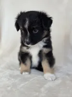 Camilla, a female Miniature Australian Shepherd for sale in Bethel Springs, TN – 3 of 3