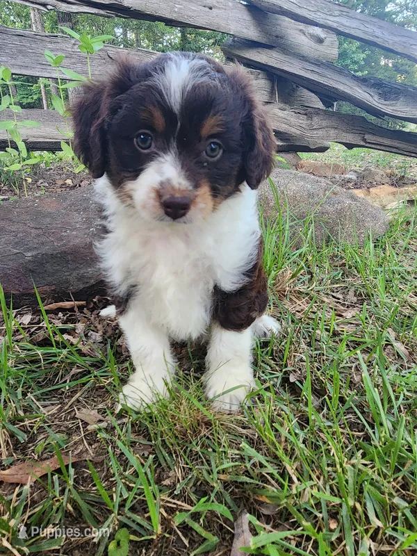 Darla – Miniature Aussiedoodle puppy for sale in Bethel Springs, TN