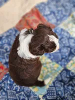 Spanky, a male Miniature Aussiedoodle for sale in Bethel Springs, TN – 5 of 5