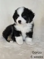 Gonzo, a male Miniature Australian Shepherd for sale in Bethel Springs, TN – 2 of 2