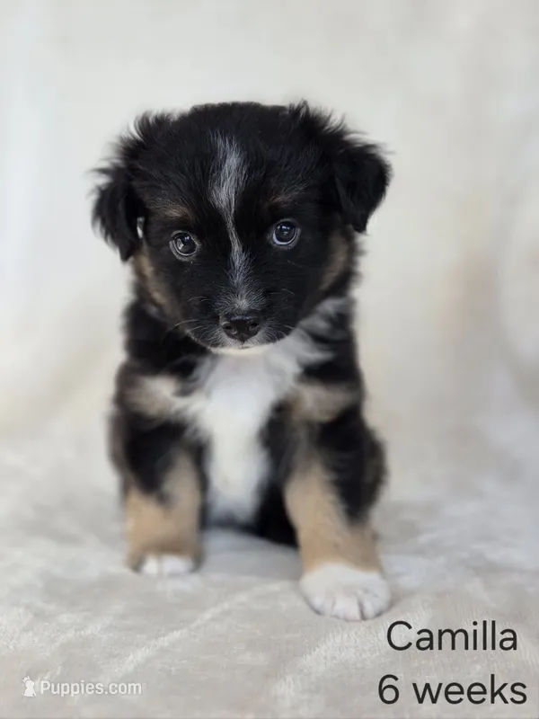 Camilla – Miniature Australian Shepherd puppy for sale in Bethel Springs, TN