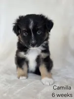 Camilla, a female Miniature Australian Shepherd for sale in Bethel Springs, TN – 1 of 3