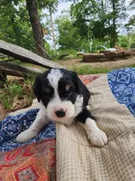 Alfalfa , a male Miniature Aussiedoodle for sale in Bethel Springs, TN – 5 of 5