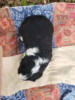 Alfalfa , a male Miniature Aussiedoodle for sale in Bethel Springs, TN – 2 of 5
