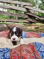 Spanky, a male Miniature Aussiedoodle for sale in Bethel Springs, TN – 3 of 5