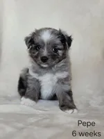 Pepe, a male Miniature Australian Shepherd for sale in Bethel Springs, TN – 1 of 1