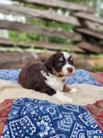 Mary Ann, a female Miniature Aussiedoodle for sale in Bethel Springs, TN – 6 of 6