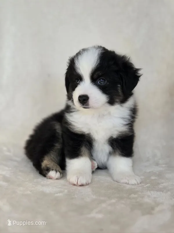 Gonzo – Miniature Australian Shepherd puppy for sale in Bethel Springs, TN