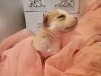 processed/19539c9e-92e4-4424-978f-d8e19f4f6d55/listing/6f5152db-43ab-40f8-b4cc-ddd6a3ff0b17/c03a6ac1-8f48-4be3-81fe-3b7b3ea674ee