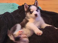 Jason, a male Pomsky for sale in Peabody, MA – Photo 2 of 2