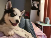 Jason, a male Pomsky for sale in Peabody, MA – Photo 1 of 2