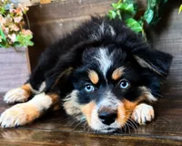 Kallie, a female Miniature Australian Shepherd for sale in Hardy, AR – 6 of 6